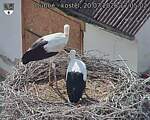 Capi_Dubne_20260720_170502.jpg