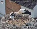 Capi_Dubne_20260720_175003.jpg