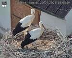Capi_Dubne_20260720_180504.jpg
