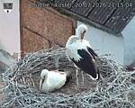 Capi_Dubne_20260720_211504.jpg