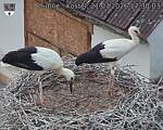 Capi_Dubne_20260721_173003.jpg