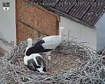 Capi_Dubne_20260721_175002.jpg