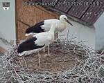 Capi_Dubne_20260721_185002.jpg