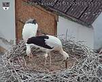 Capi_Dubne_20260721_185503.jpg
