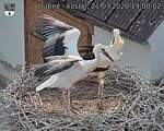 Capi_Dubne_20260721_190002.jpg
