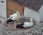 Capi_Dubne_20260721_191002.jpg