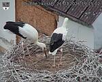 Capi_Dubne_20260721_192502.jpg