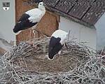 Capi_Dubne_20260721_200003.jpg