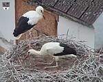 Capi_Dubne_20260721_202502.jpg