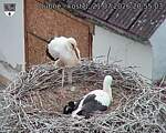 Capi_Dubne_20260721_205503.jpg
