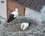 Capi_Dubne_20260721_210502.jpg