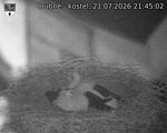Capi_Dubne_20260721_214502.jpg