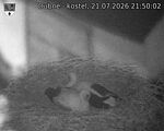 Capi_Dubne_20260721_215002.jpg