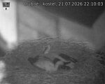 Capi_Dubne_20260721_221003.jpg