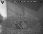 Capi_Dubne_20260722_002502.jpg