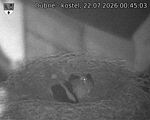 Capi_Dubne_20260722_004503.jpg