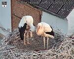 Capi_Dubne_20260722_052503.jpg