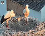 Capi_Dubne_20260722_054002.jpg