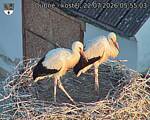 Capi_Dubne_20260722_055503.jpg