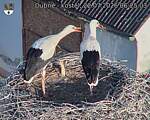 Capi_Dubne_20260722_062503.jpg