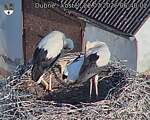 Capi_Dubne_20260722_064002.jpg