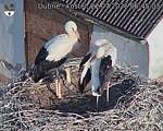 Capi_Dubne_20260722_064503.jpg