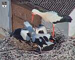 Capi_Dubne_20260722_070503.jpg