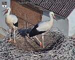 Capi_Dubne_20260722_073003.jpg