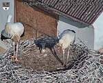 Capi_Dubne_20260722_074503.jpg