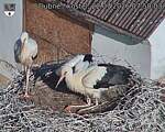 Capi_Dubne_20260722_075003.jpg