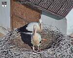 Capi_Dubne_20260722_075502.jpg