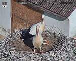 Capi_Dubne_20260722_080004.jpg