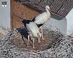 Capi_Dubne_20260722_080503.jpg