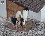 Capi_Dubne_20260722_082003.jpg