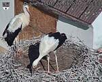 Capi_Dubne_20260722_083503.jpg