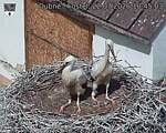 Capi_Dubne_20260722_104503.jpg