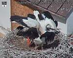 Capi_Dubne_20260722_105502.jpg