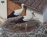 Capi_Dubne_20260722_111003.jpg