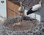 Capi_Dubne_20260722_120002.jpg