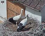 Capi_Dubne_20260722_123503.jpg
