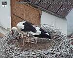 Capi_Dubne_20260722_132502.jpg