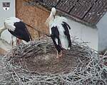 Capi_Dubne_20260722_133003.jpg