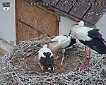 Capi_Dubne_20260722_140003.jpg