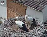 Capi_Dubne_20260722_150003.jpg