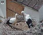 Capi_Dubne_20260722_154003.jpg