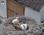 Capi_Dubne_20260722_154502.jpg