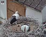Capi_Dubne_20260722_155003.jpg