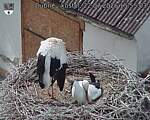 Capi_Dubne_20260722_155503.jpg
