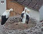 Capi_Dubne_20260722_162003.jpg