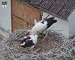 Capi_Dubne_20260722_164503.jpg